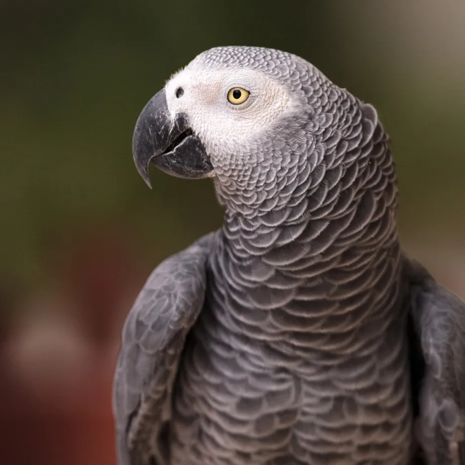 Close up of a grey African Grey Parrot with a black beak and yellow eyes