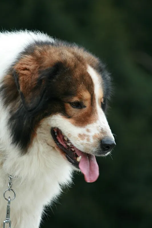 Close up of a white brown and black Tornjak dog with its tongue out against a dark background