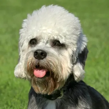 Close up of a gray and white Dandie Dinmont Terrier with fluffy head and tongue out