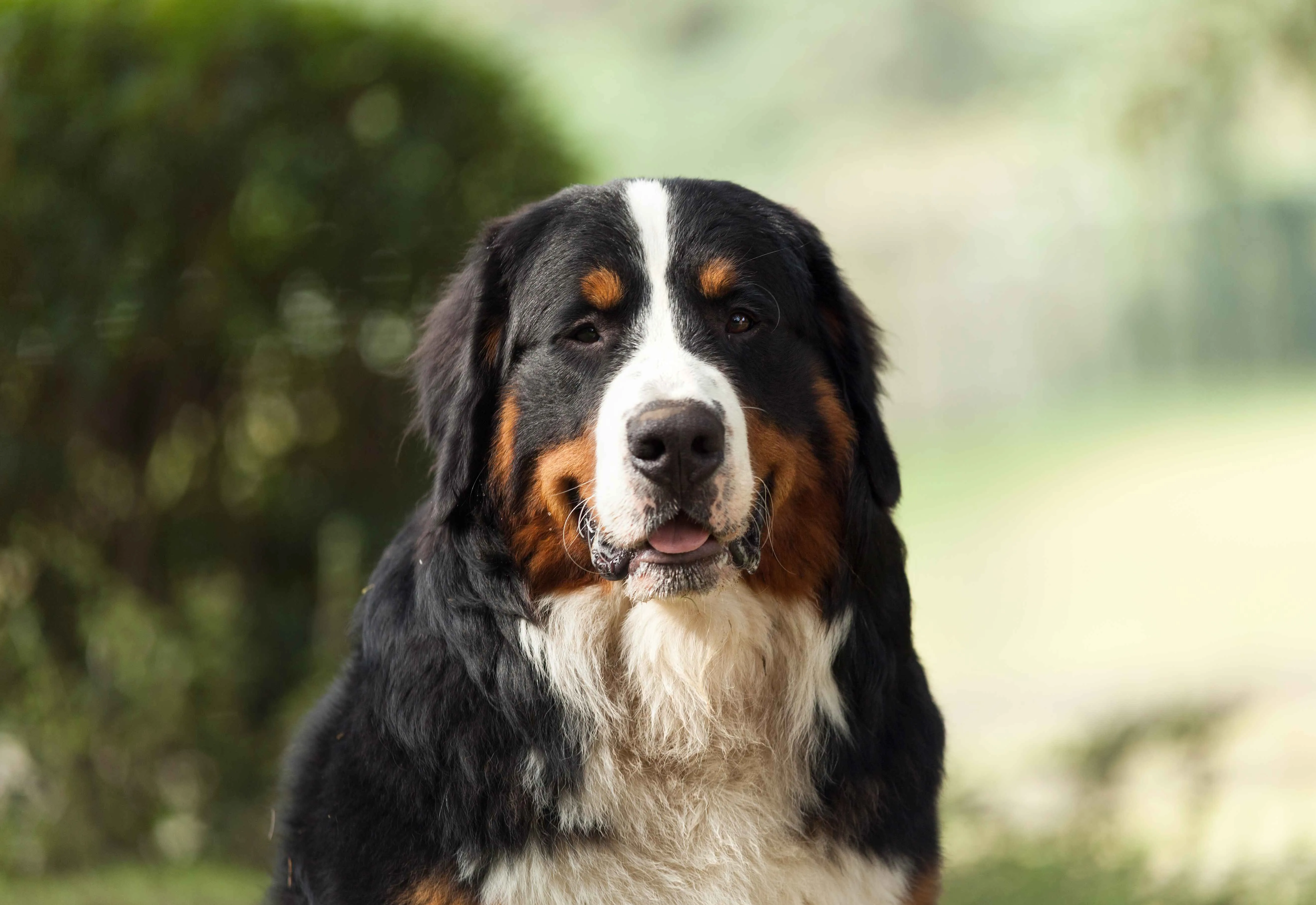 Bernese Mountain Dog headshot looking forward with black tan and white fur