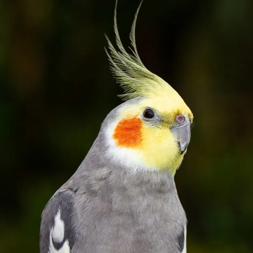 Gray and yellow Cockatiel with orange cheek patches and a crest