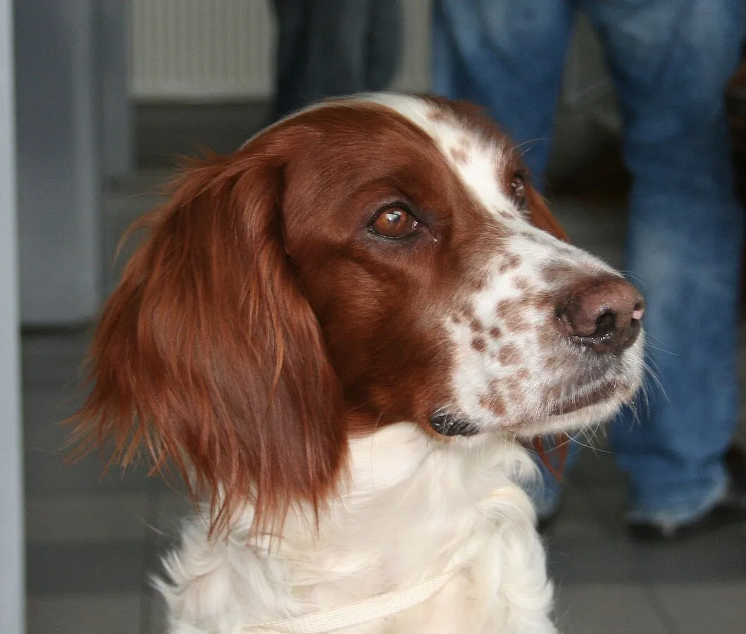 Red and white Irish Setter dog headshot with speckled muzzle looking left