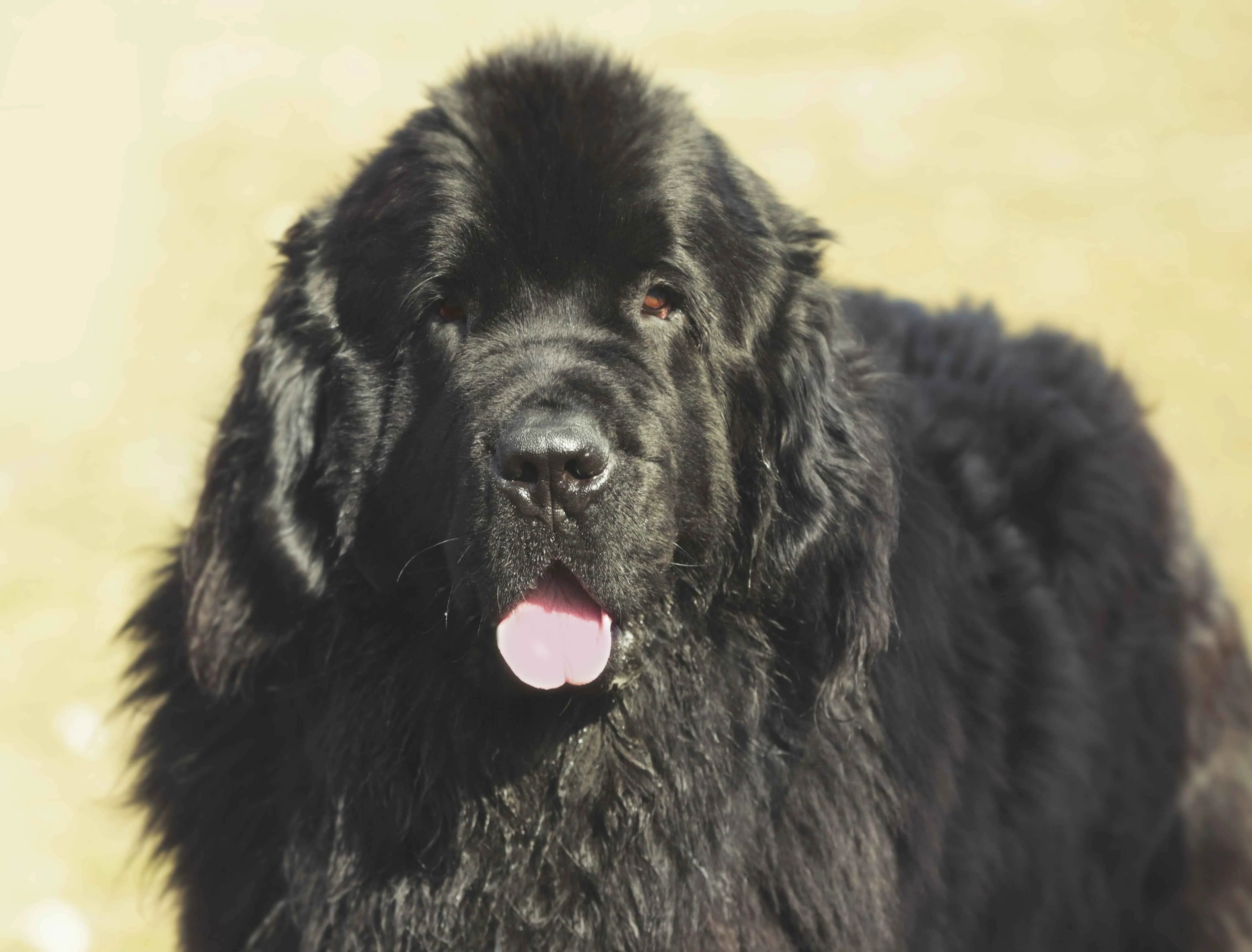 Close up of a large black Newfoundland dogs face looking forward with its pink tongue out