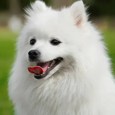 Fluffy white Japanese Spitz dog with a long curled tail sitting
