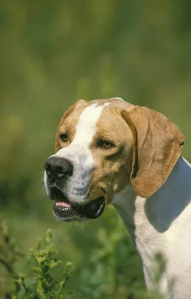 Close up of a tan and white English Pointer dog looking to the left