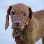 Brown Vizsla puppy with floppy ears and light eyes wears pink collar and tag