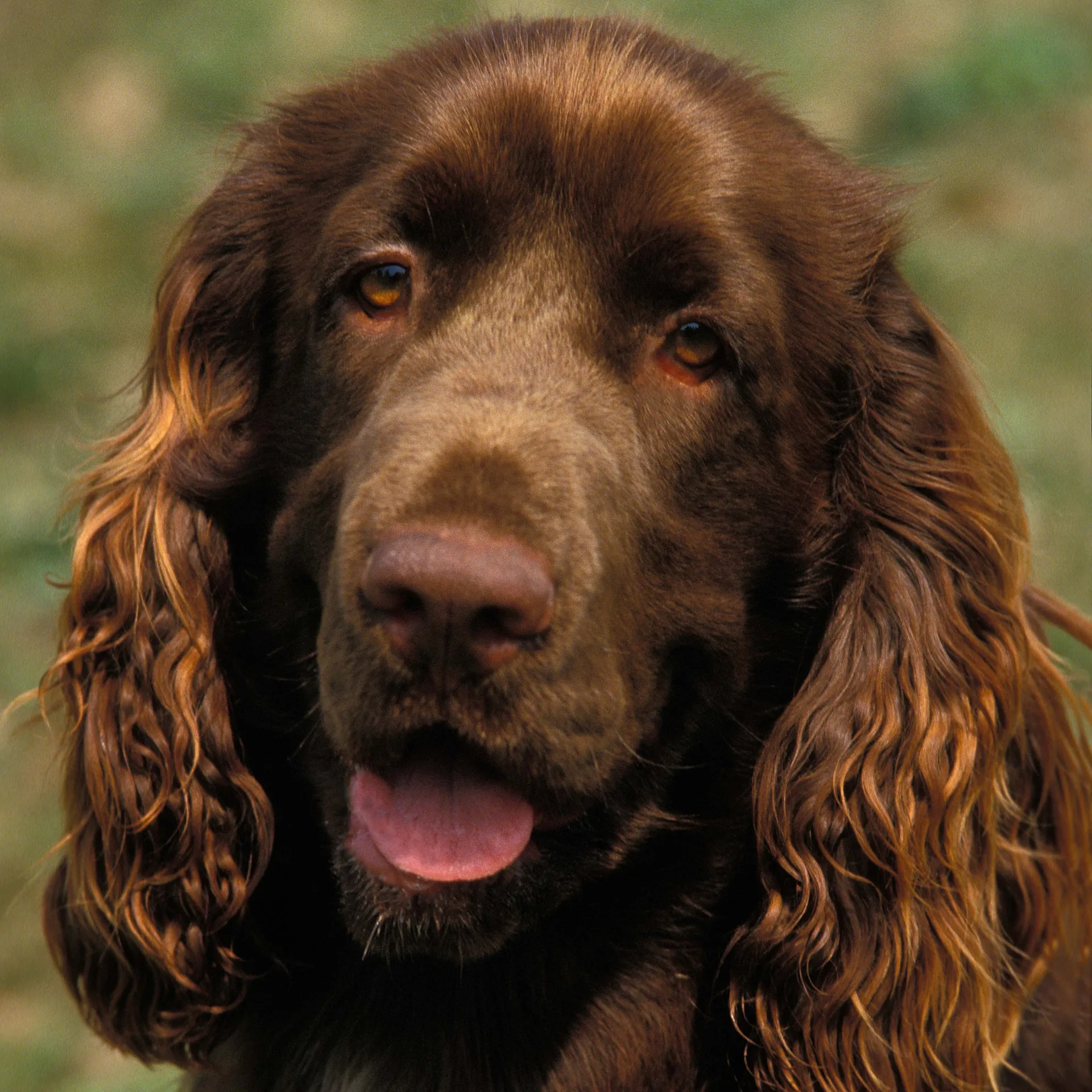 Close up of a brown Field Spaniel with long wavy ears and open mouth