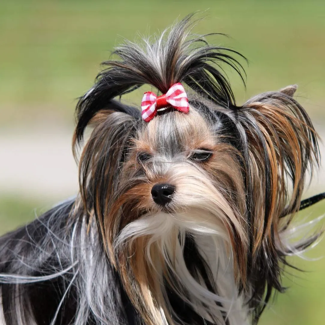 Biewer Terrier dog headshot with a red striped bow and long fur against a green background