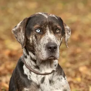 Close up of a Catahoula Leopard Dogs face with striking blue eyes and merle pattern