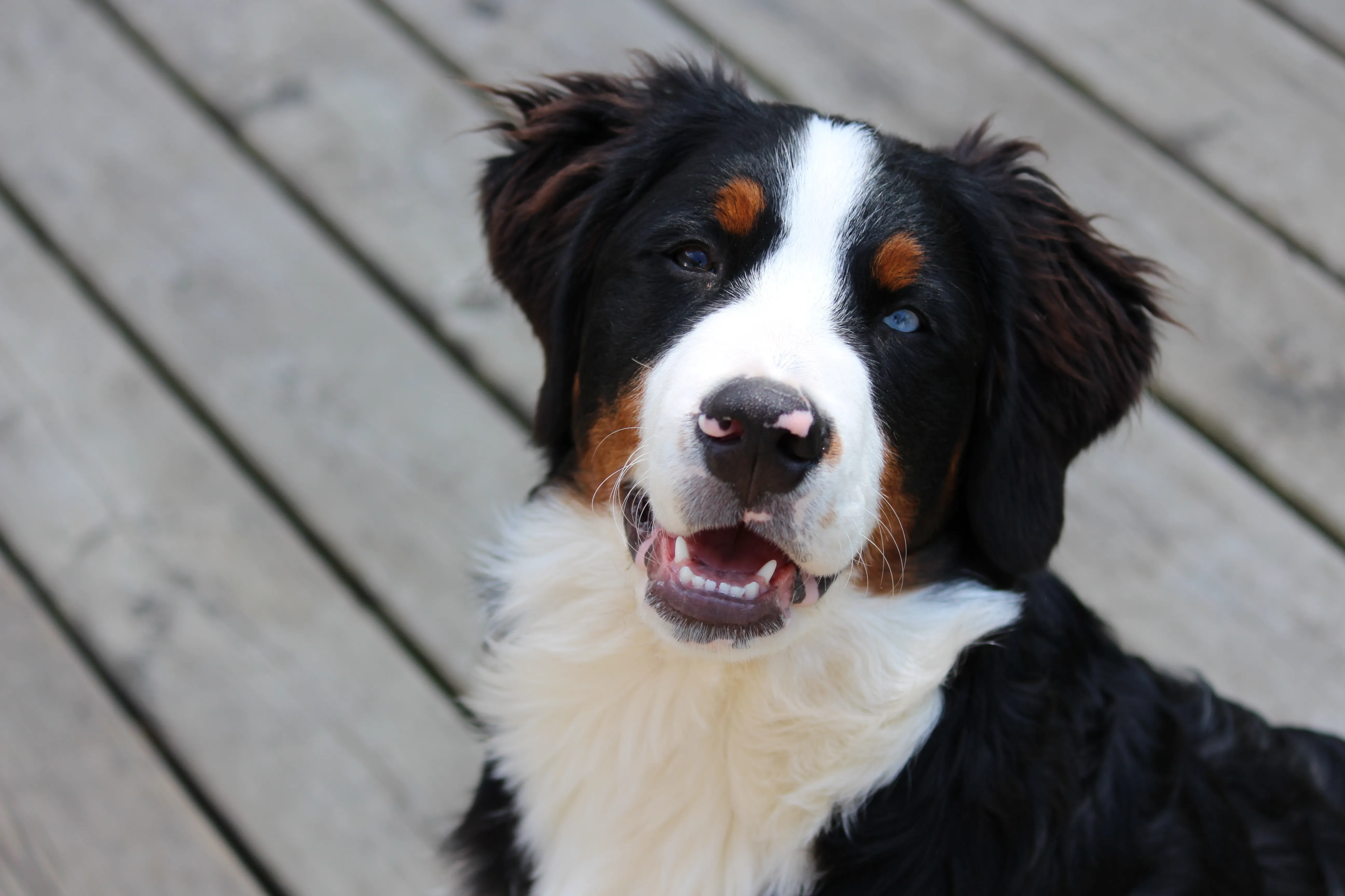 Bernese Mountain Dog puppy with black white and tan markings and one blue eye looks up
