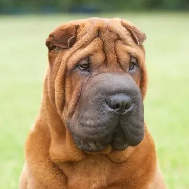 Close up of a tan Chinese Shar Pei with a very wrinkled face