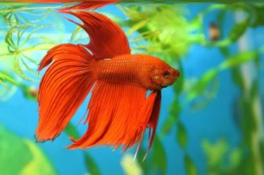 Bright red Betta fish with flowing fins swimming in a planted aquarium