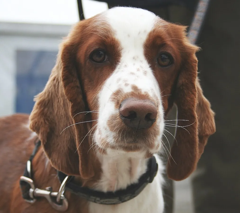 Close up of a Welsh Springer Spaniel with brown and white fur and floppy ears looking forward