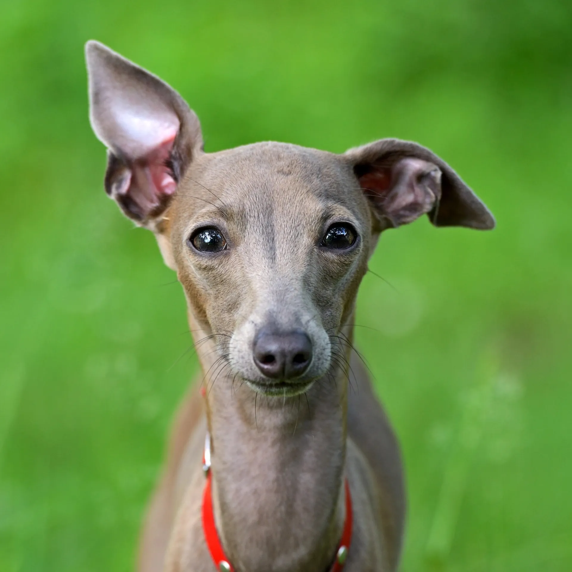 Close up of a gray Italian Greyhound with a red collar against a green background