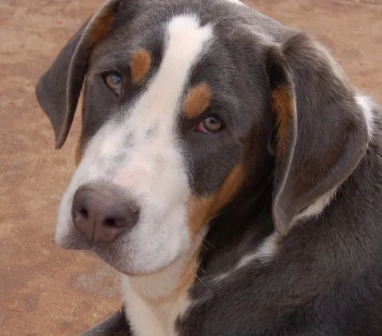 Close up of a Greater Swiss Mountain Dog with black white and tan markings