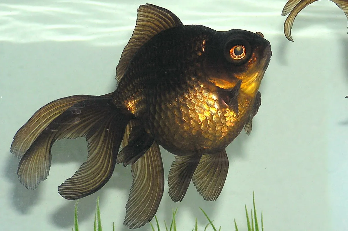 A black moor goldfish with a reflective golden belly and large fins swims in clear water