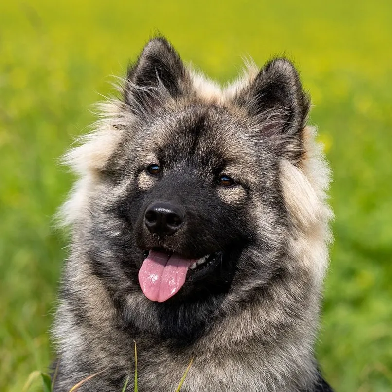 Close up of a fluffy gray and black Eurasier with erect ears panting on green