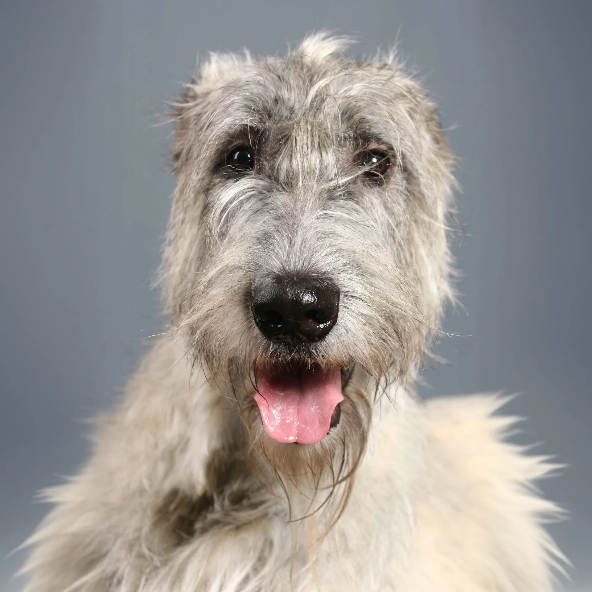 Close up of a gray Irish Wolfhounds face with its tongue out