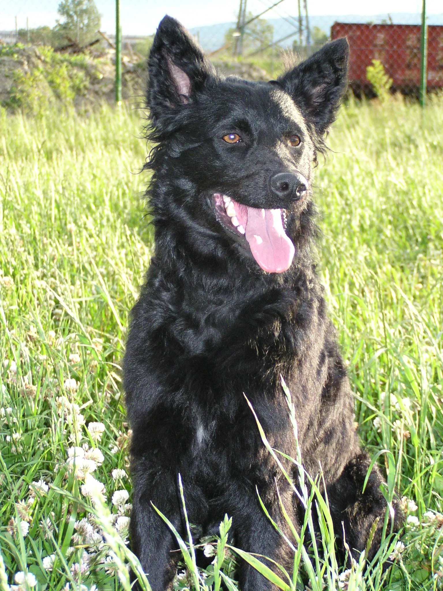 Black curly haired Croatian Sheepdog dog with tongue out sits in tall grass