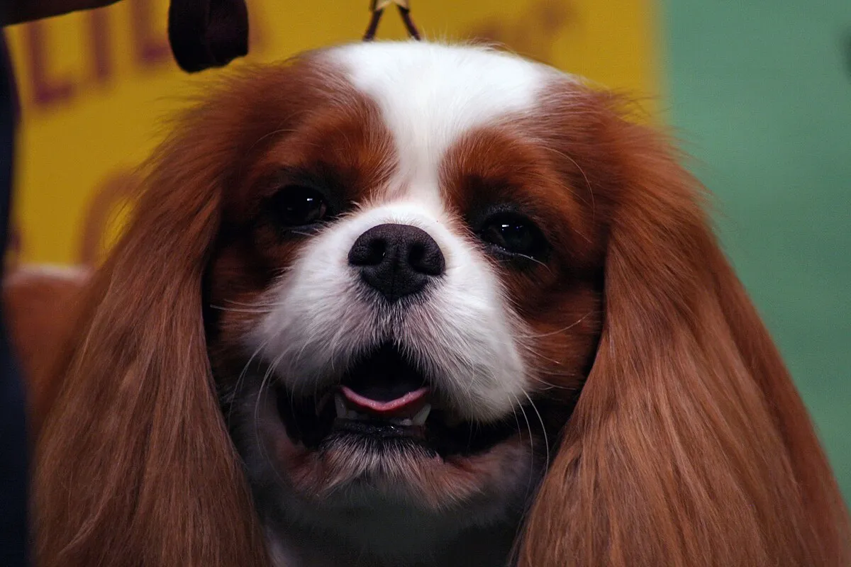 Close up of a Cavalier King Charles Spaniels face with brown white markings