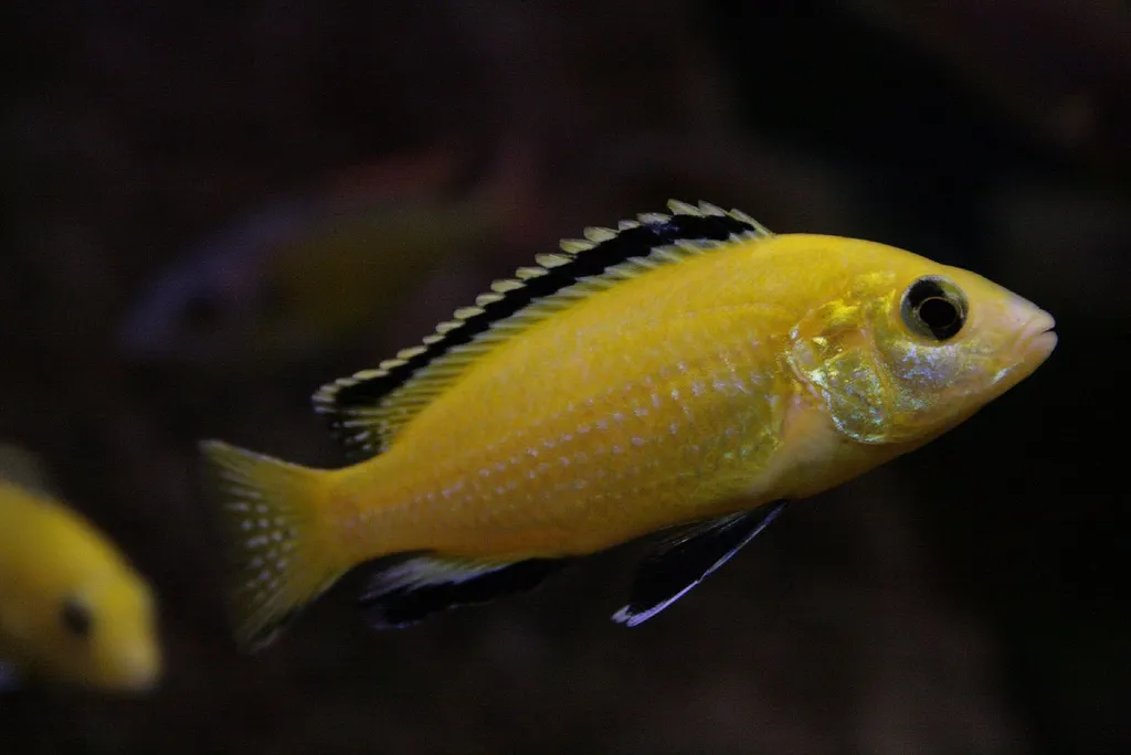 Yellow Labidochromis fish with black fin edges swimming in aquarium