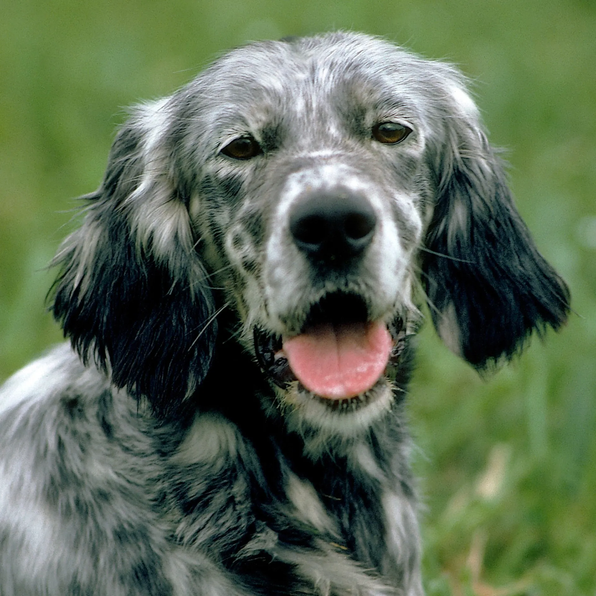 English Setter