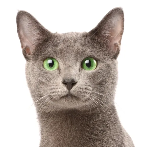 Elegant grey Russian Blue cat with bright yellow eyes