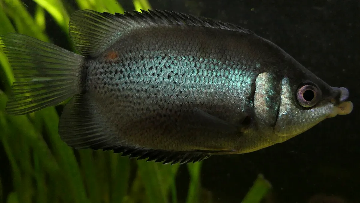 Kissing Gourami