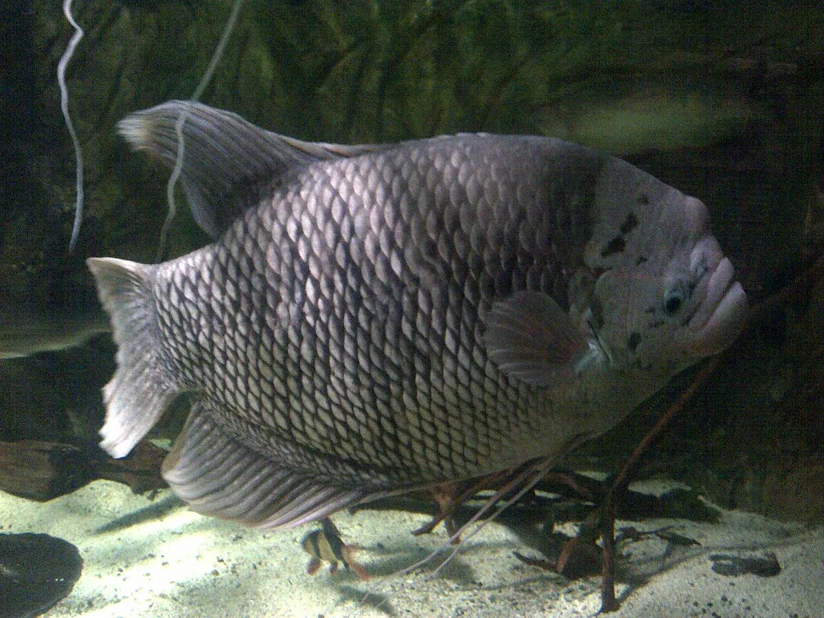A Giant Gourami with textured scales rests on a sandy bottom of an aquarium