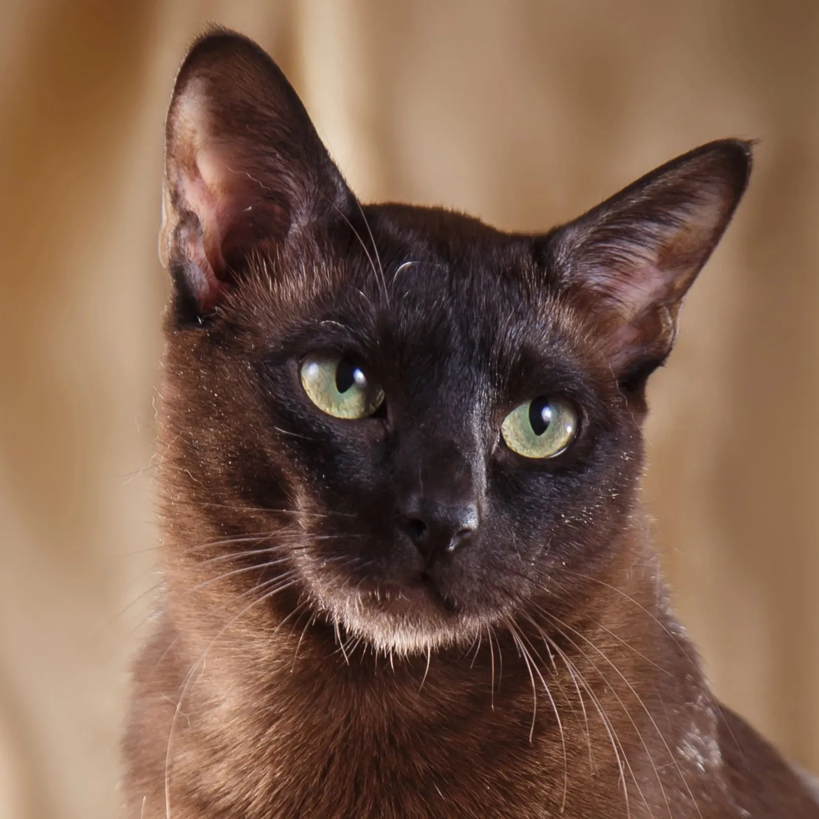 Close up of a sleek dark brown Tonkinese cat with striking green eyes looking directly at the viewer