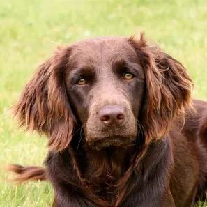 Close up of a brown Deutscher Wachtelhund with floppy ears looking directly at the camera
