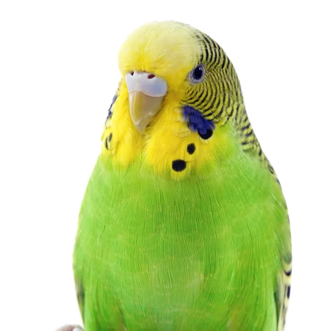 Green and yellow budgerigar with blue cheek patches against a white background
