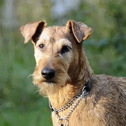 Close up of a wiry reddish brown Irish Terrier with a silver chain collar