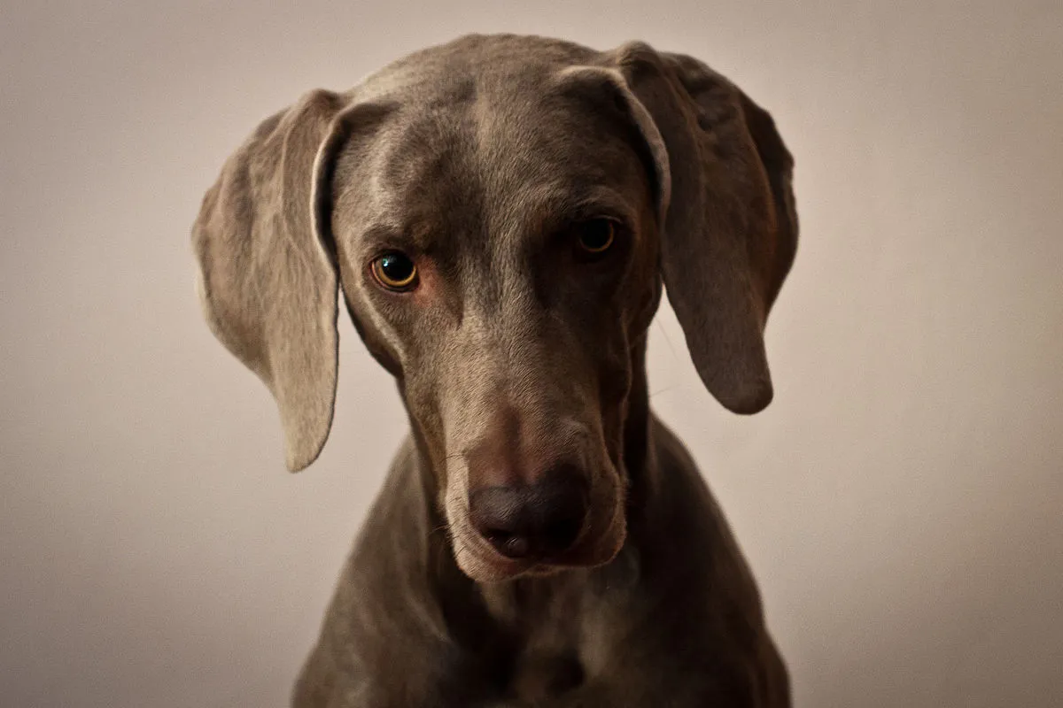 Close up of a sleek gray Weimaraner dog with soft droopy ears and amber eyes staring straight ahead