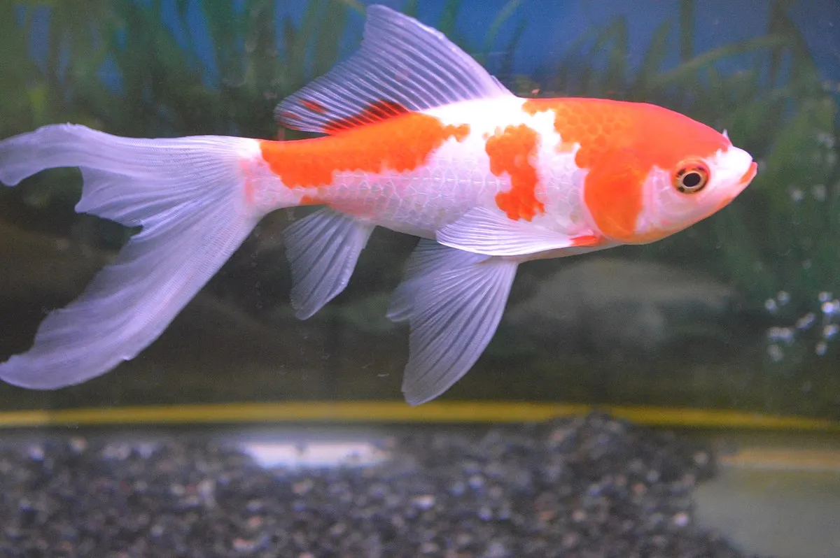 A beautiful Comet Goldfish with striking orange and white patterns swims in an aquarium