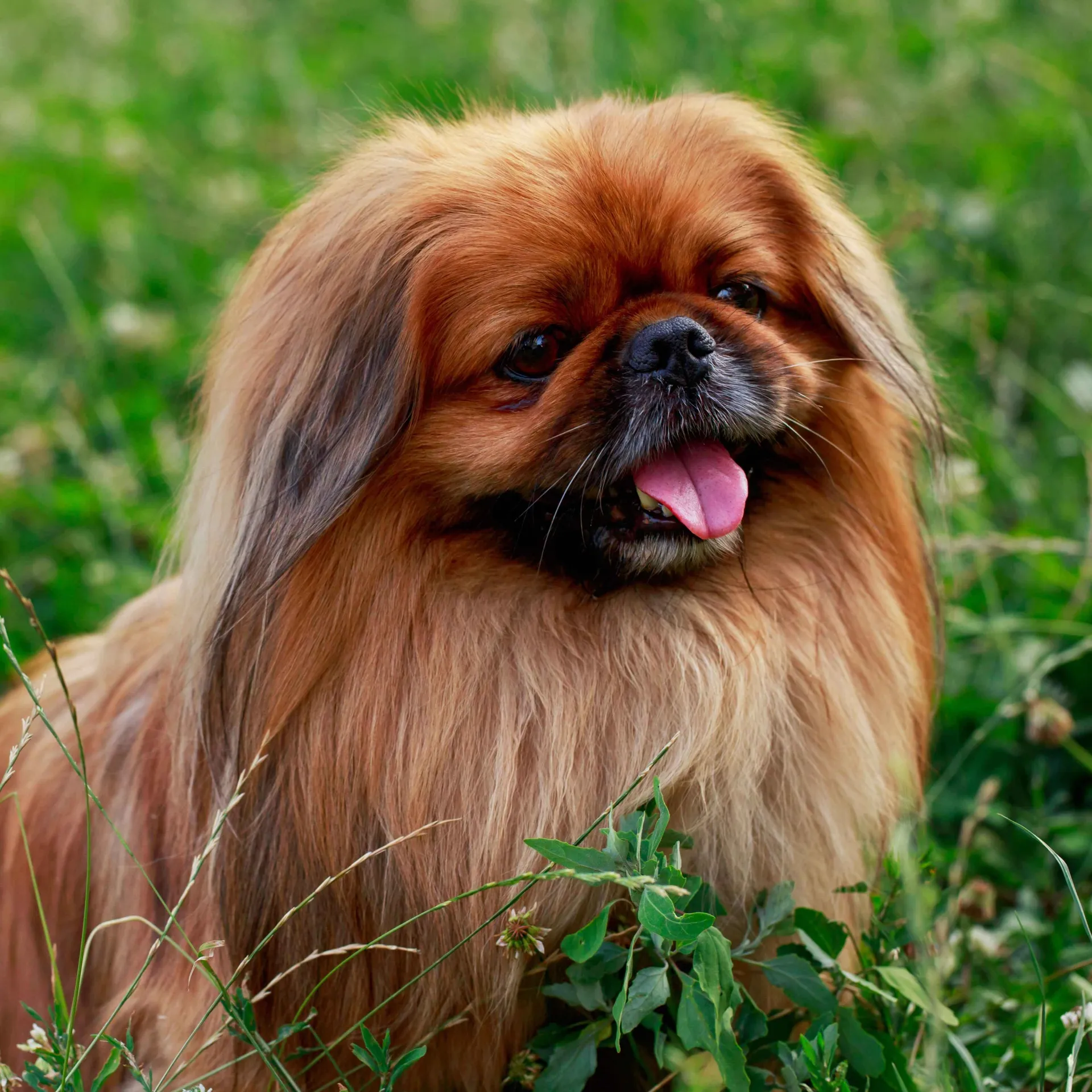 Tan long haired Pekingese stands in a field of green grass and small white flowers