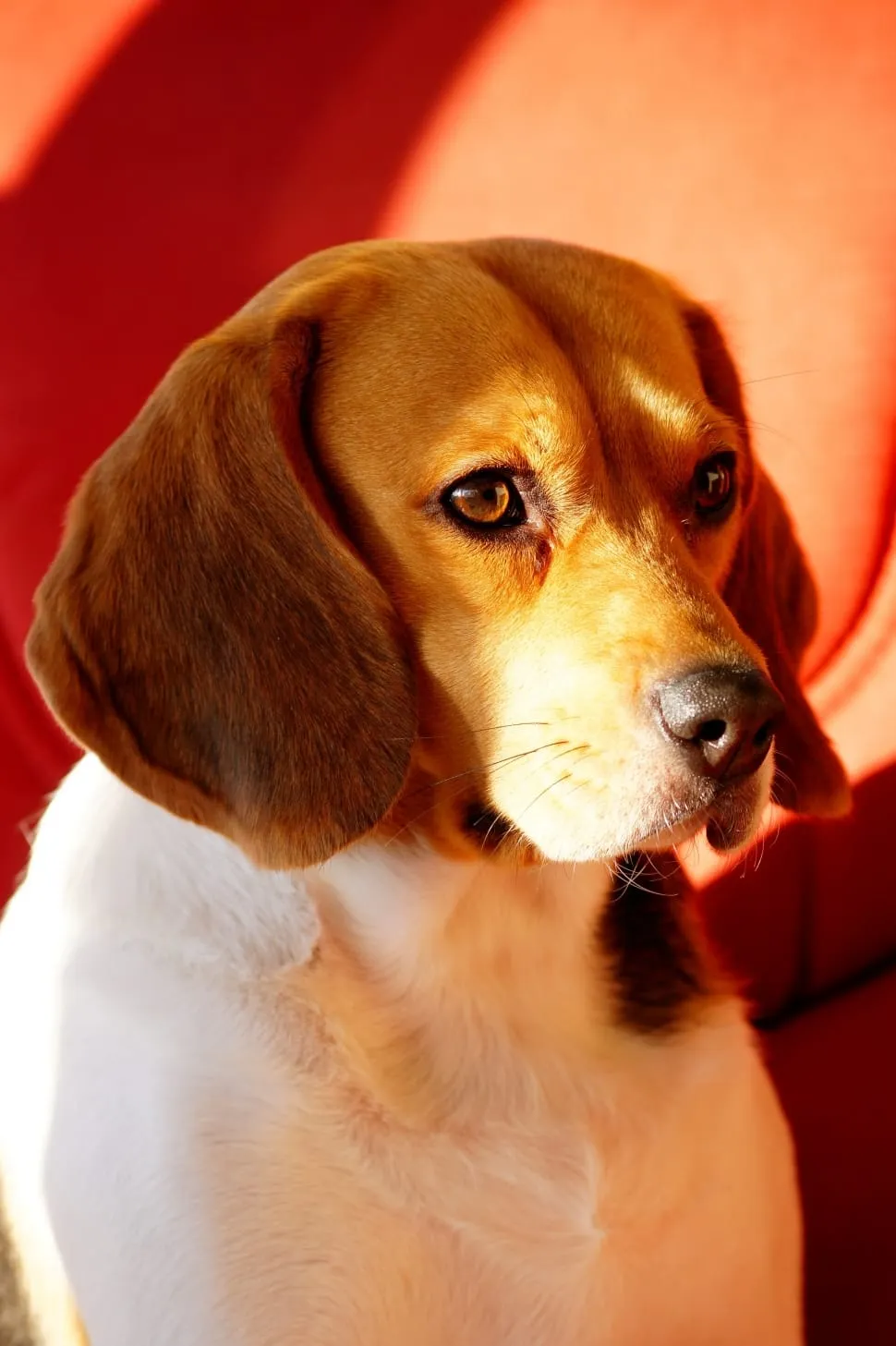 Tricolor English Foxhound headshot looking right against a blurred red background