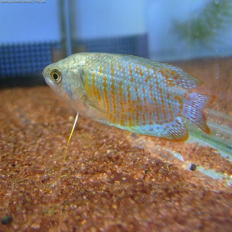 Blue and orange striped Dwarf Gourami resting near gravel in freshwater aquarium
