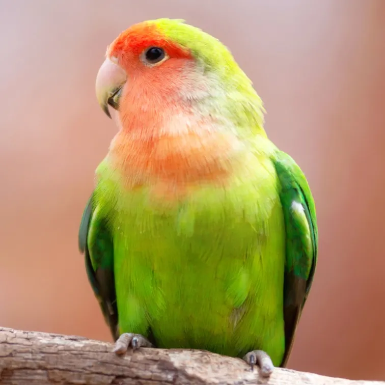 Green lovebird with orange and yellow on its head perched on a branch