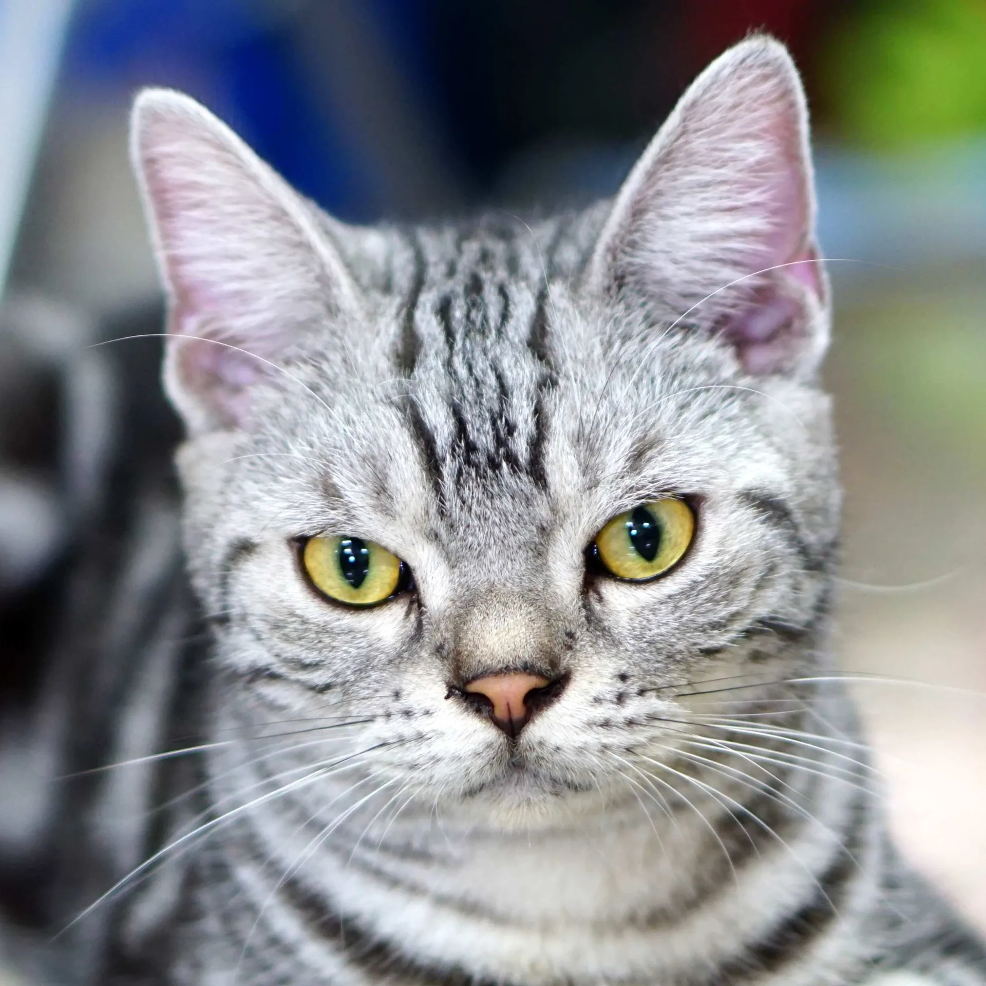 Close up of a silver tabby American Shorthair cat with striking yellow green eyes