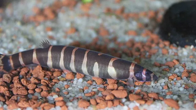 A black and white striped Kuhli loach rests on a bed of brown and white pebbles