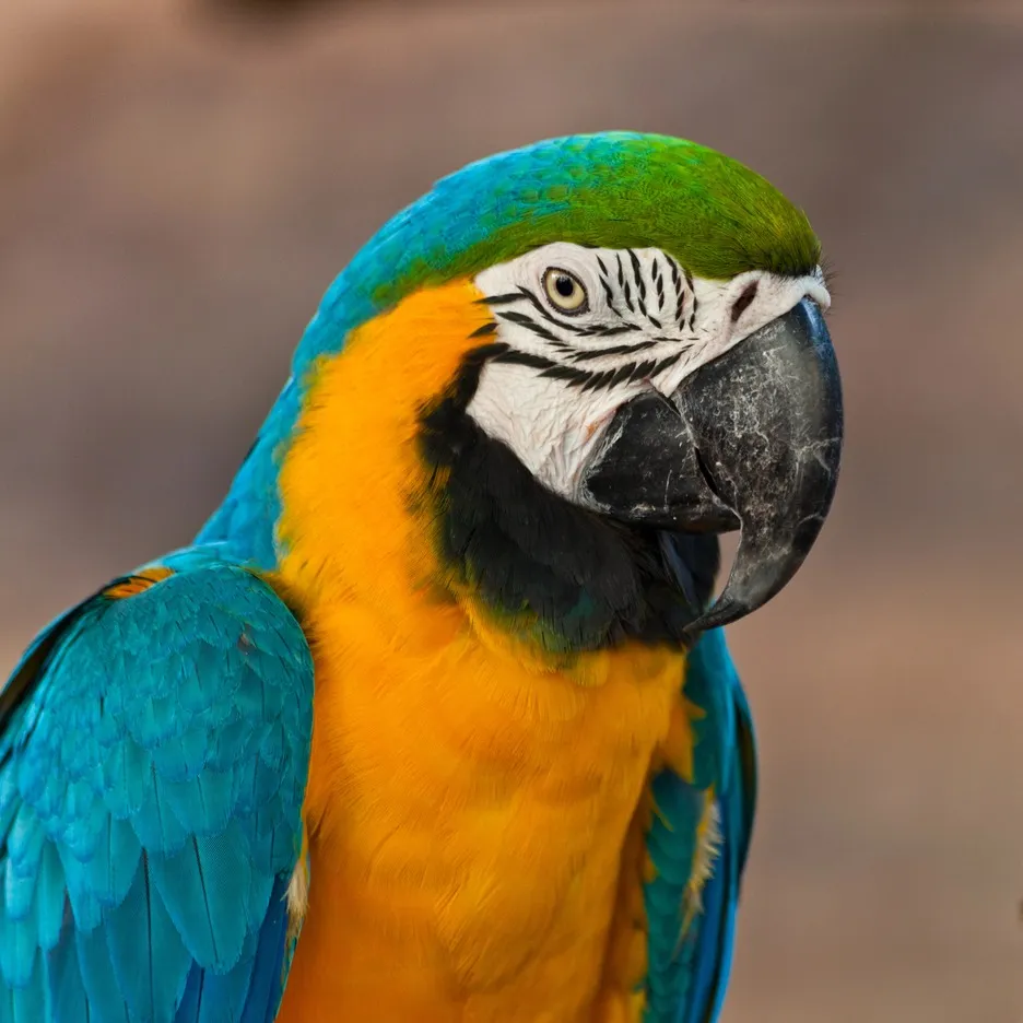 Close up of a blue and gold Macaw with a green head