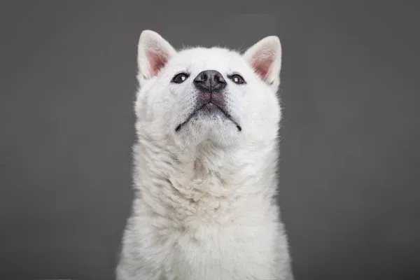 White Kishu Ken dog looking up with pointed ears against a gray background