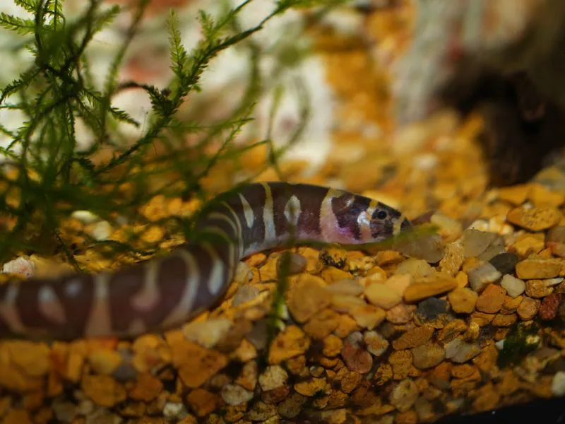 A brown and white banded kuhli loach rests on orange gravel with green plants in the background