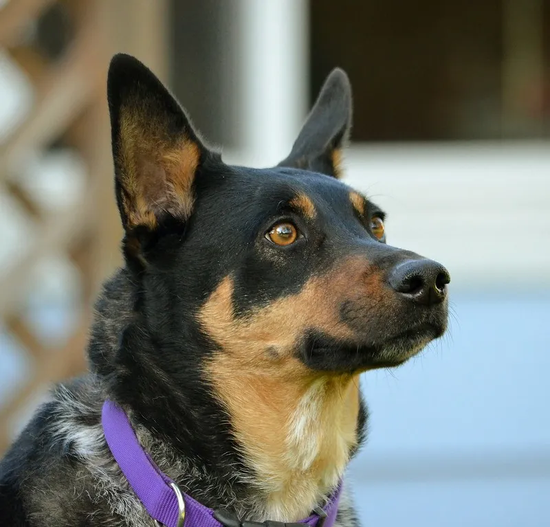 A close up of a black and tan Australian Kelpie with erect ears and a purple collar