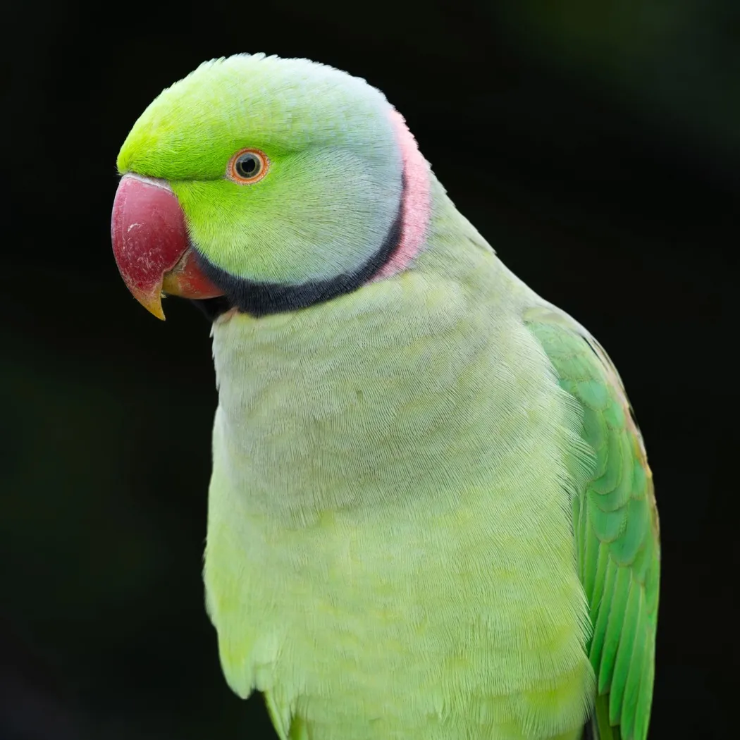 A Rose Ringed Parakeet with green plumage pink and black neck ring and red beak