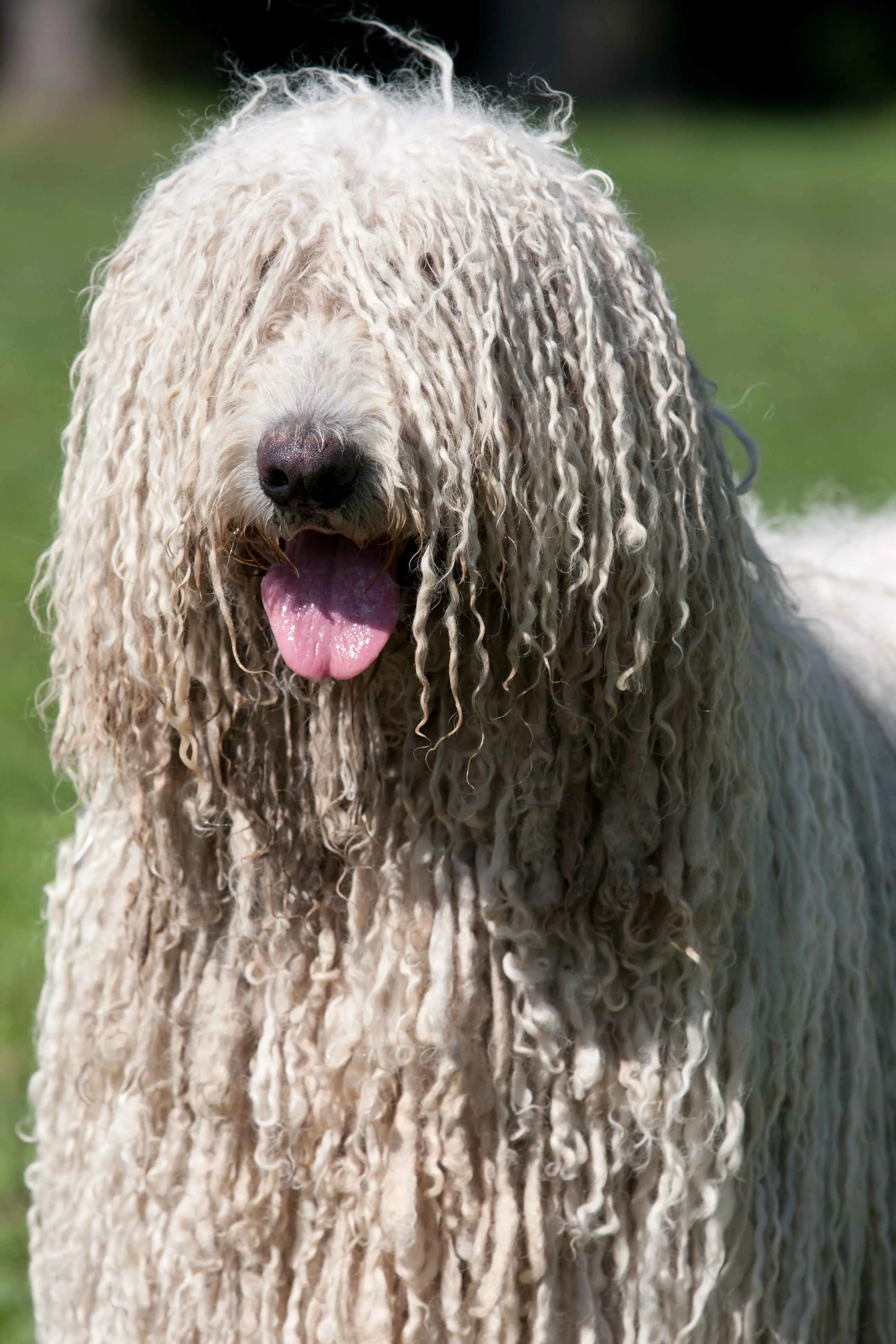 Large white dog with corded fur obscuring its eyes and tongue sticking out