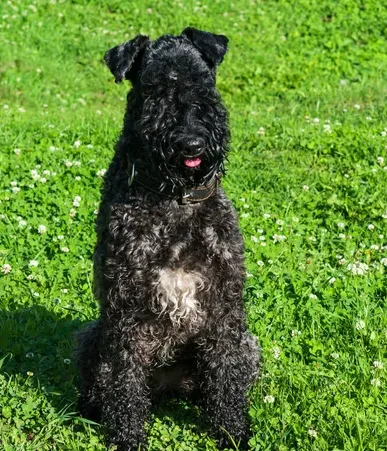 Black Kerry Blue Terrier with a white chest patch sits panting on a green lawn
