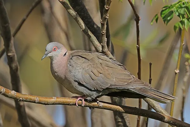 An African Mourning Dove with gray and pink feathers sits on a tree branch looking left
