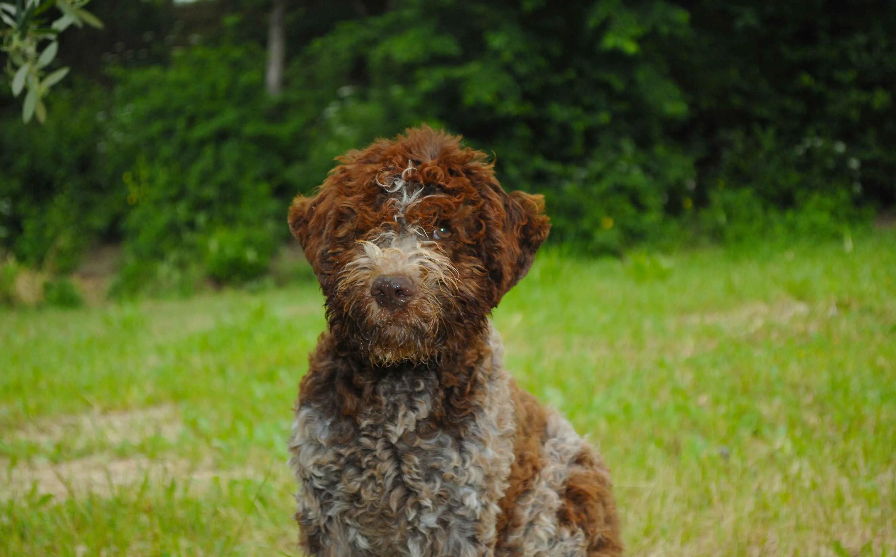 Brown and white Lagotto Romagnolo sitting on grass